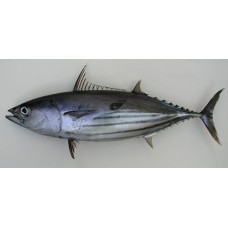 Tuna 1kg | බල මාළු 1kg