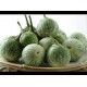 Solanum 1kg | එළබටු 1kg